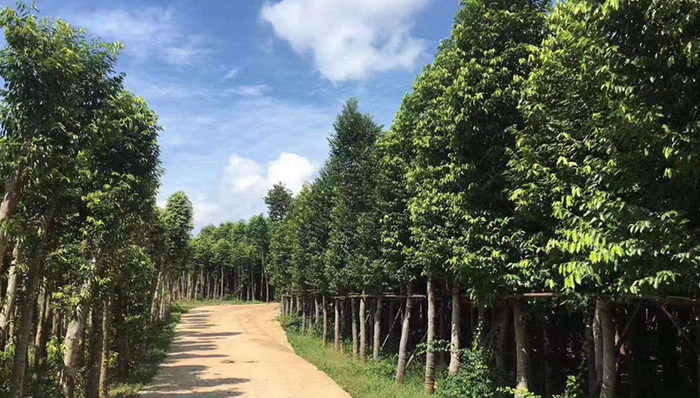 打造“香岛”品牌，海南沉香产业稳中求胜