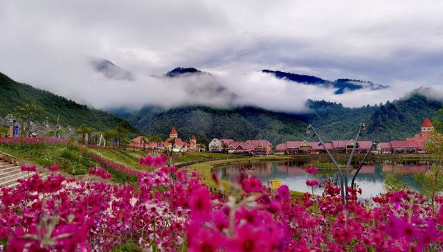 6月西岭雪山繁花似锦，200万株报春花已盛放
