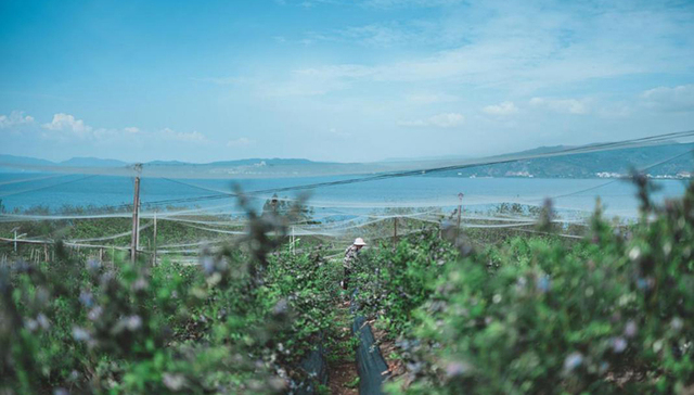 一场来自仙湖莓果的邀请，一起度过“蓝”忘夏日