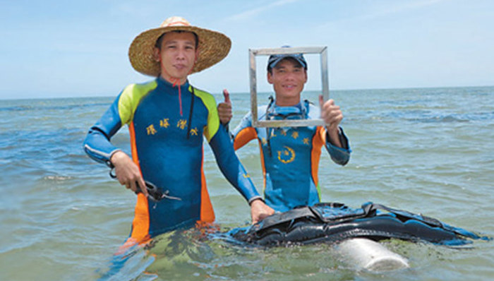 探海底、选草种、制方格，文昌探索海草床修复