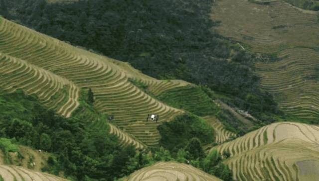 极侠农业遥感无人机：提升农田管理效率好帮手