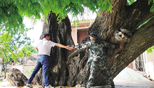 千年酸豆古树：用生命丈量时间和当下