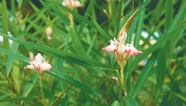 多姿多彩海南姜