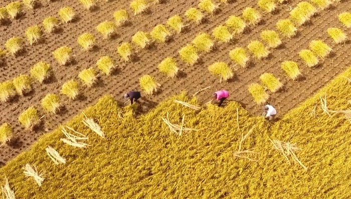 互联网+三农,盒马,移动电商