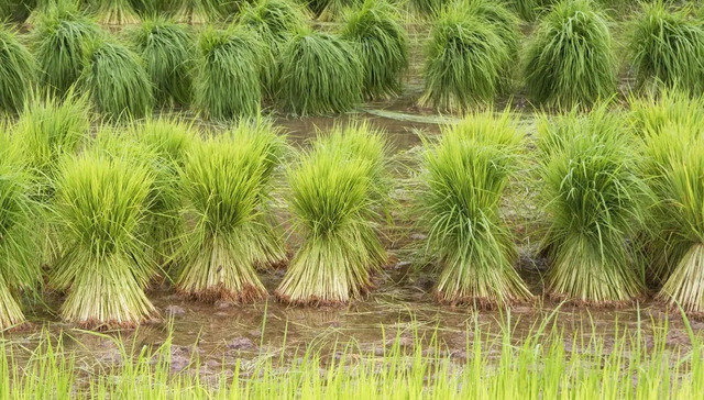 印度,南水北调,水稻