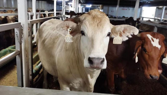 澳洲进口牛肉7月4日起在海南部分商超及直营店开售