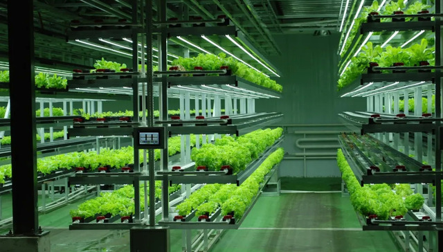 食品,健康,农业