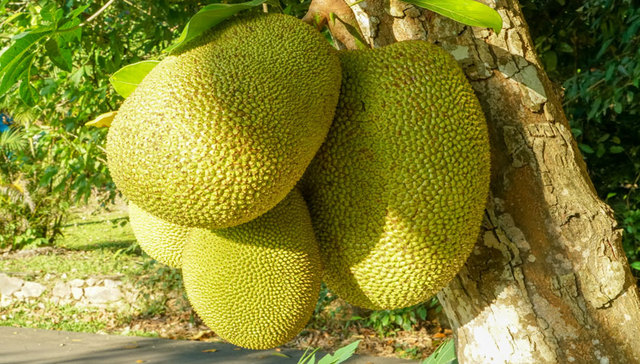 波罗蜜：旧时广州树，今日琼州宝