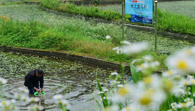 全国首个水上盒马村落户重庆，让濒危莼菜更有价值