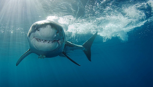 鲨鱼是如何被人类误解的？