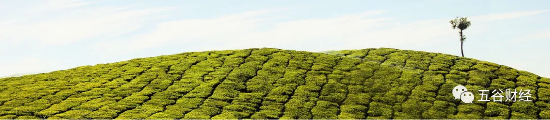 中国茶叶,IPO,招股书,信息披露