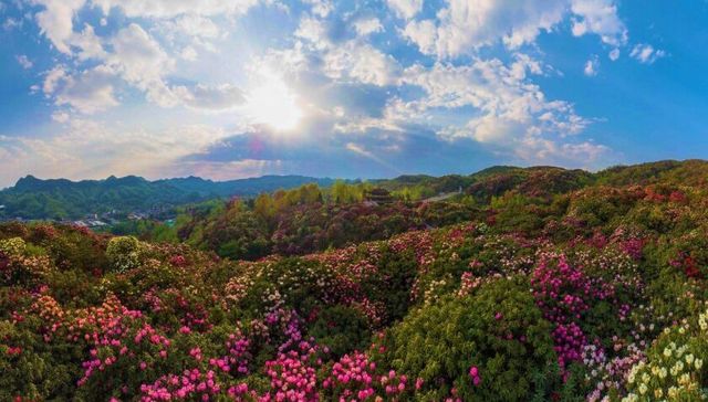 川南人民的避暑房从赤水转移到百里杜鹃是因为这些原因
