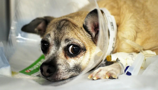 宠物经济,消费,投资