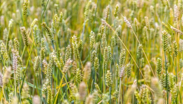 山东烟台：农产品品牌化开启产业致富路