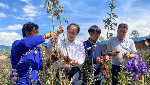附子花开大凉山：好医生集团精准扶贫结硕果