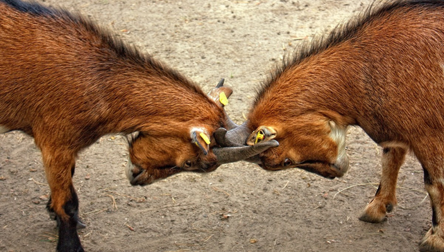 网约车,中国市场,资本市场