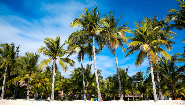 椰树精神椰树梦：做优质产品也生长梦想