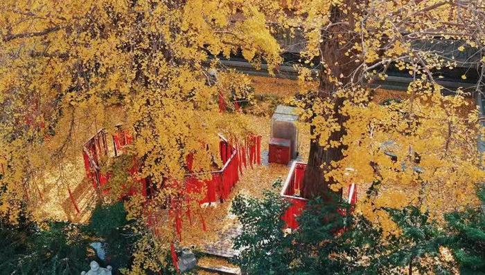 “秀木参天满目娆，落黄漫舞万千娇”二严寺600多年的雌雄古银杏，看了就移不开眼