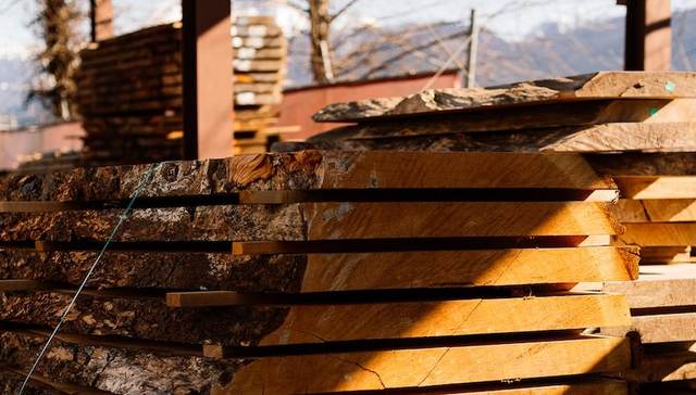 塑造了人类历史的木头