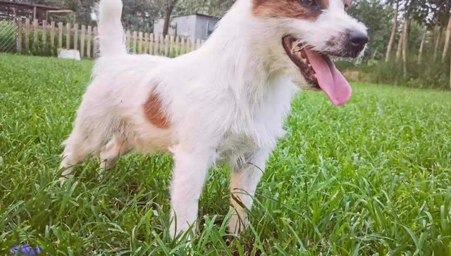 生活方式,宠物经济,殡葬业