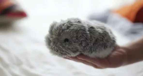 人工智能,科技,宠物