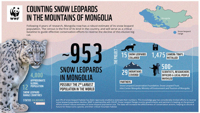 蒙古国完成首次全国雪豹调查，953只位列全球第二