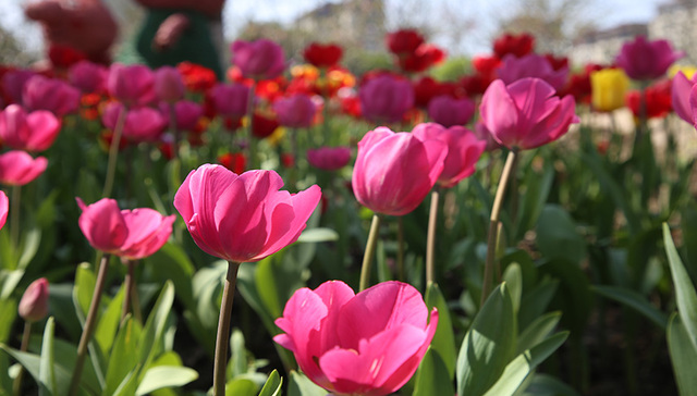 莫负花期，宁波江北向您发出春日宴请函