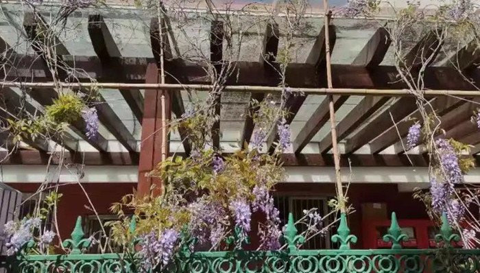 紫藤花开，操场“上新”……普陀这个小区也太好“住”了！ 