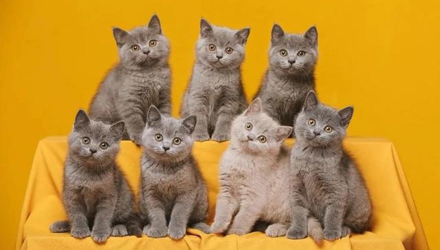 宠物摄影,行业观察