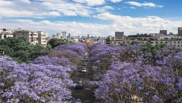 网红昆明蓝花楹大道背后，藏着不为人知的故事
