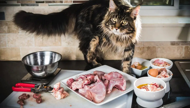 宠物食品,生骨肉