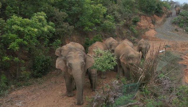 大象,在线直播,抖音