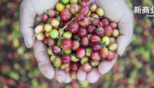 咖啡,消费,投资