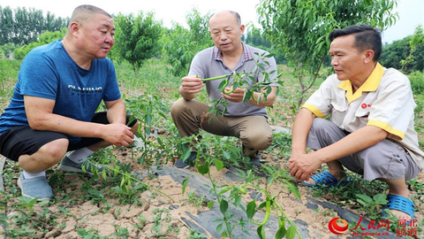 河北平乡：基层科普行动带动农民增收