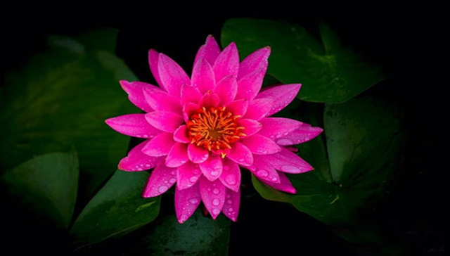 经山历海看日照 | 荷花盛开，惊艳了整个夏天！