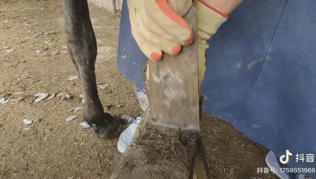 抖音,互联网,驴蹄子