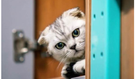 宠物智能产品,行业观察