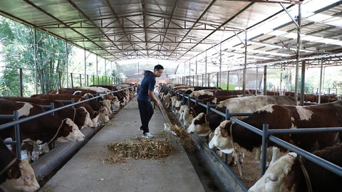 宜宾长宁回收再利用 ，废弃秸秆成了“香饽饽”