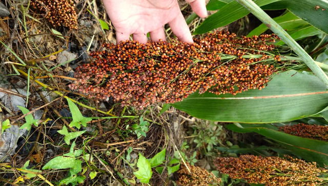 白酒,中国市场,原材料,红缨子高粱,暴雨