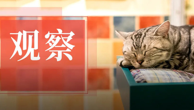 餐饮,消费,宠物