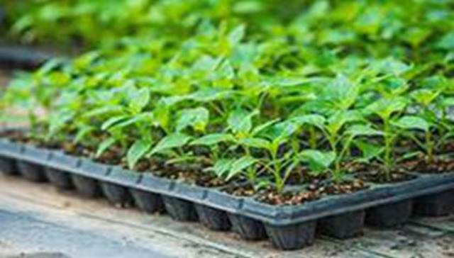 市场格局,种业公司