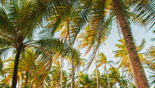 对话丨文昌市副市长符策万：“文昌椰子”抱团发展，未来5年形成集约规模经济