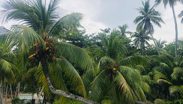 海南椰子成为“顶流”以后