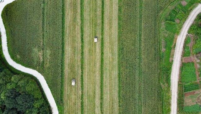 为了酿好酒，江小白自己种下了万亩高粱