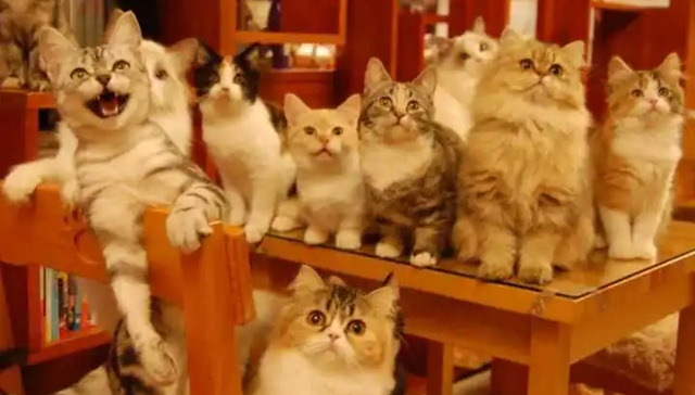 云吸猫,娱乐方式,营销,宠物IP