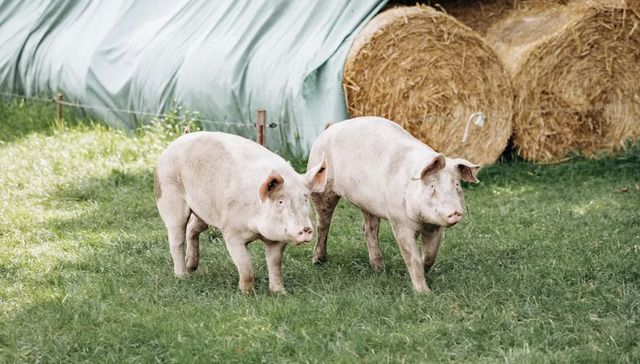 养殖,科技,大数据