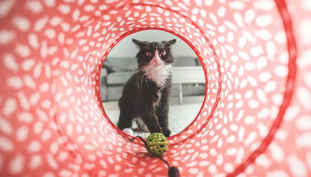 宠物经济,消费,直播