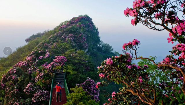 定了！巴中城市形象标识和市树、市花正式公布