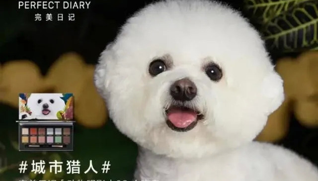 宠物经济,消费,MCN