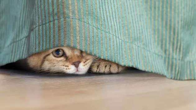 宠物电商,市场份额